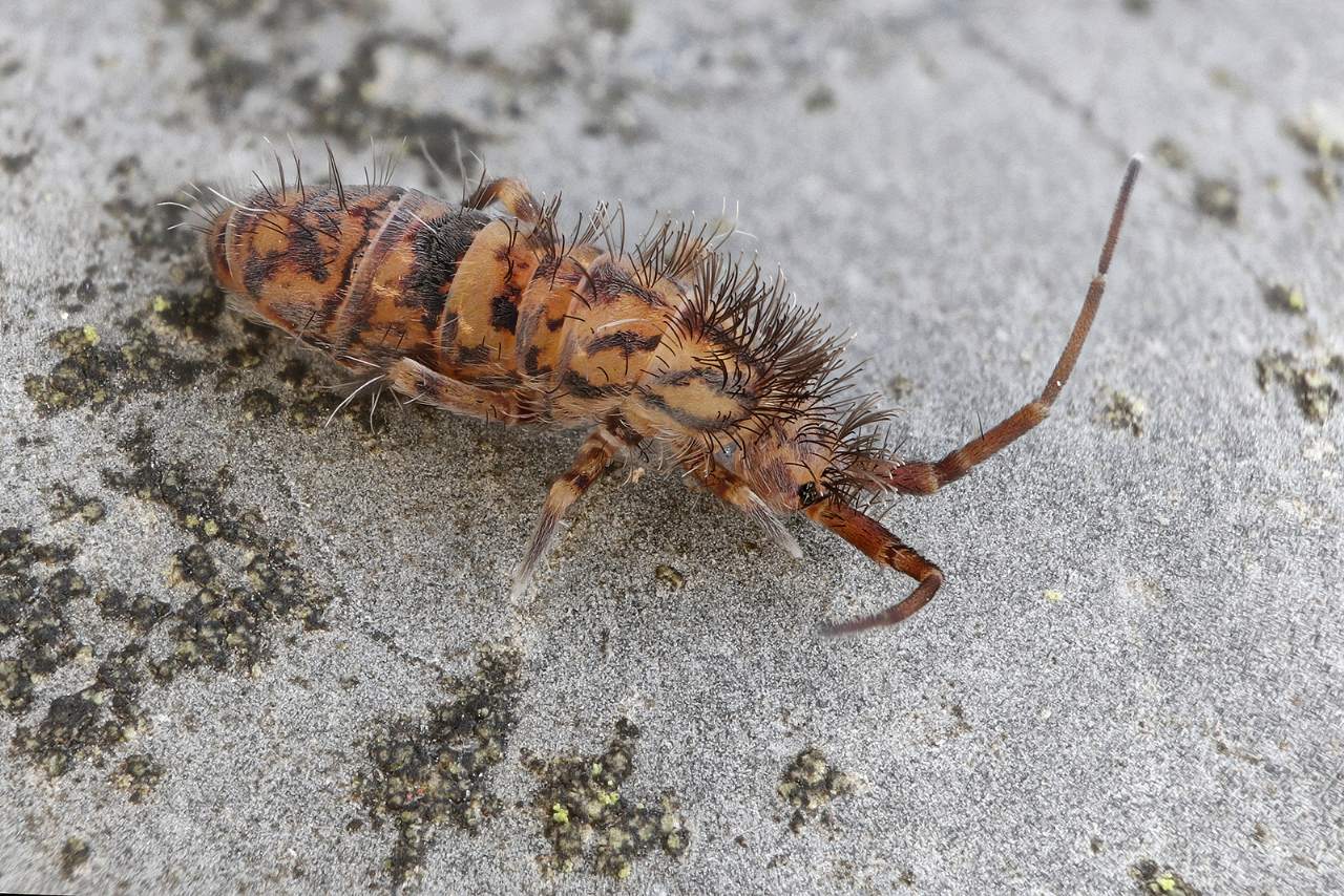 Collembola Entomobryidae:  Orchesella sp.